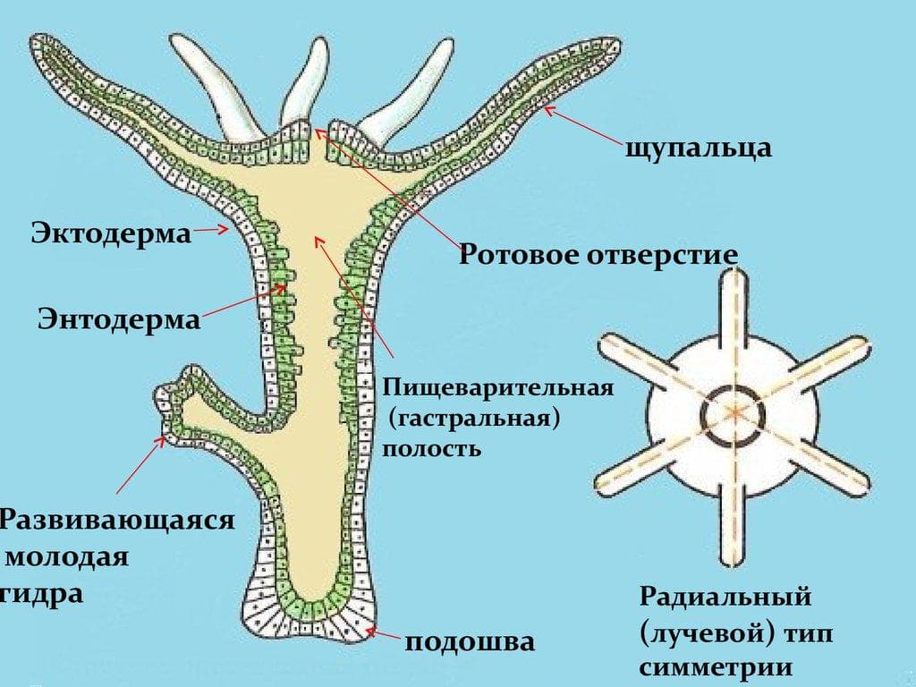 Mega зеркало браузер